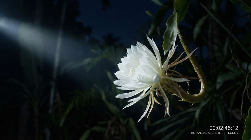 海角网植物视频-夜间开花延时摄影